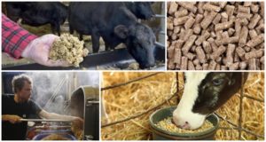 Was ist Braukorn, die Vor- und Nachteile der Verwendung als Viehfutter