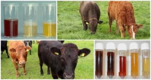 Perché un vitello ha l'urina rossa e fa pipì con il sangue, cosa fare