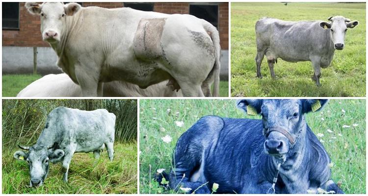 วัวสีน้ำเงินลัตเวีย