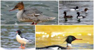 Merganser ördeklerinin türlerinin ve özelliklerinin tanımı, ne yedikleri ve yaşam tarzı