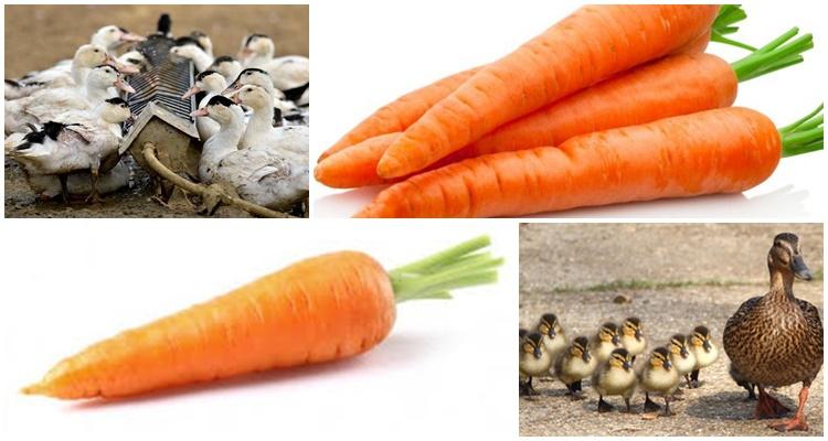 Karotten für Entenküken