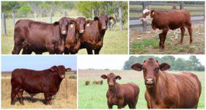 Kuvaus ja ominaisuudet santa gertrude -lajista, pitäen tämän rodun lehmiä