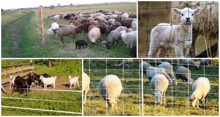 elektrischer Hirte für Schafe