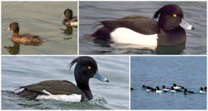 The appearance of a crested duck and what the black duck feeds on, habitats and enemies