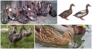 Opis i karakteristike patki ukrajinske pasmine, uvjeti zadržavanja