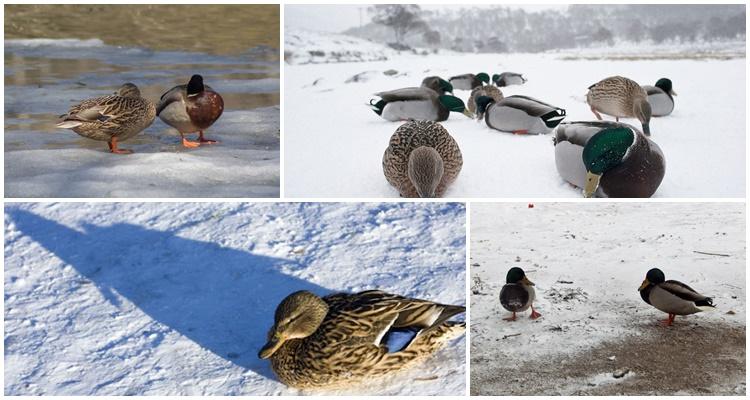 wintering ducks