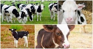 Cosa fare se un vitello ha la febbre e cure domiciliari