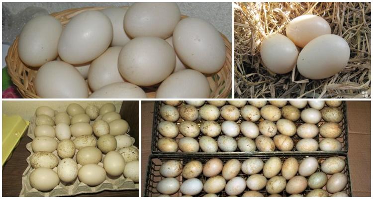 incubation of eggs