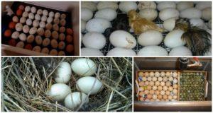 Anties kiaušinių inkubavimo stalas ir vystymosi grafikas pagal laiką namuose