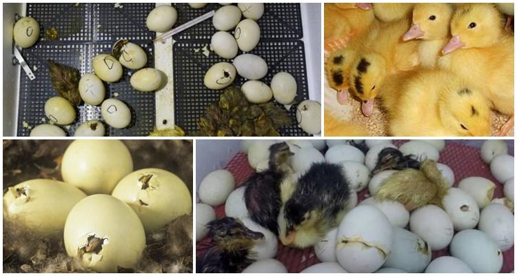 Inkubation von Eiern