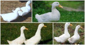 Paglalarawan at mga katangian ng mga Blagovar breed duck, mga kondisyon ng pagpigil