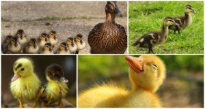 Why do ducklings' eyes stick together and what to do, how to treat and prevent