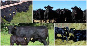 Beskrivelse og egenskaber ved Aberdeen Angus-kvæg, avl og pleje