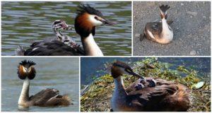 Opis i staništa patke, divlje životinje i način prehrane