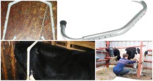 Die Dimensionen des Anti-Break für Kühe und wie man es selbst macht, Training für das Melken