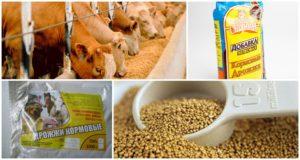 Composizione chimica e istruzioni per l'uso del lievito per mangimi per bovini