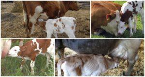 Top 5 methoden om een ​​kalf te spenen van het zuigen van een koe en dierenartsadvies