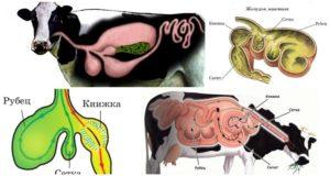 Strukturen i maven hos drøvtyggere og funktioner i fordøjelsen, sygdomme