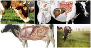 Làm gì ở nhà nếu bò bị đau bụng và cách khởi động