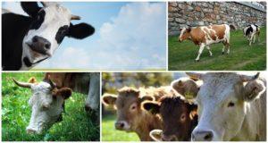 Arten von Kühen und wie man das richtige Tier auswählt, Top 5 Hauptkriterien