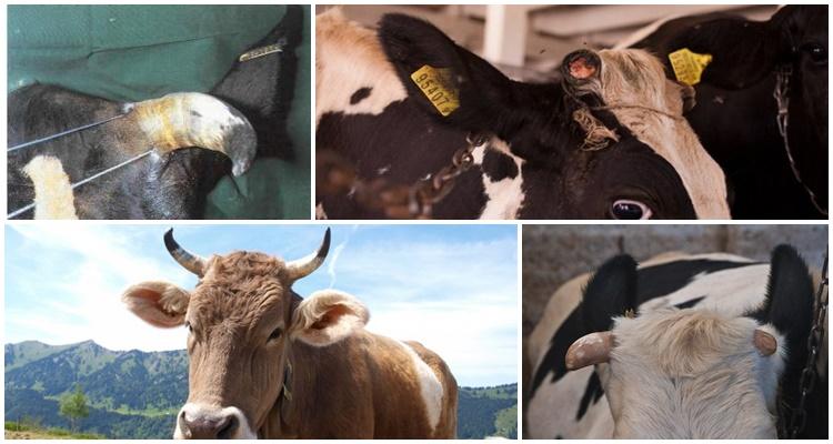 Waarom koeien stoten en wat te doen, de 5 beste speenmethoden