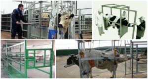 Drawings and dimensions of a split for cattle, how to make a machine with your own hands