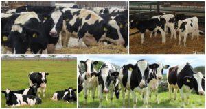 Az tehén üszők meghatározása az állattenyésztésben és milyen korú, hogyan kell választani