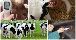 Normal calf and cow body temperature and reasons for the increase
