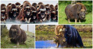Where and in what natural zones do musk oxen live, what they look like and what they eat