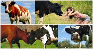 Por que las vacas se ponen a tope y que hacer, los 5 mejores métodos de destete