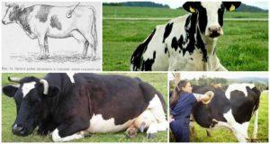 Các triệu chứng và các dạng sẹo ở gia súc, điều trị tại nhà