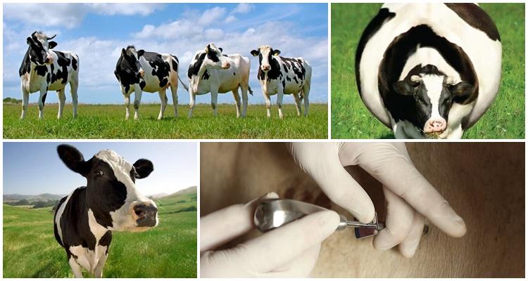 Симптоми и облици ожиљка на колцу код говеда, лечење код куће