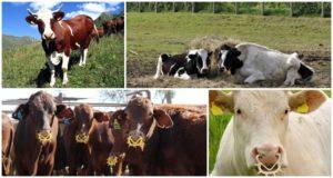 Egy tehén elválasztásának egyszerű módja a tej szopásából