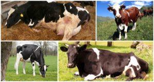 Cause e sintomi della chetosi nelle mucche, regimi di trattamento per il bestiame a casa