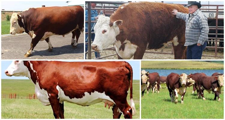 Hereford breed