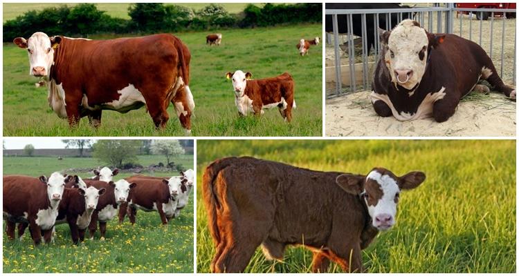 Hereford breed