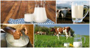 Aké je bežné percento tuku v domácom kravskom mlieku a na čom závisí
