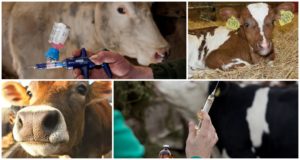 How much cows are afraid of injections and types of injections, where to make mistakes