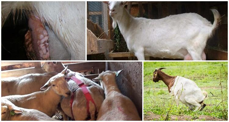 Symptoms and treatment of uterine and vaginal prolapse in a goat, possible consequences