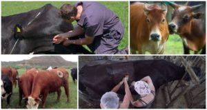 Por qué las vacas tienen agujeros en los costados y fístulas, el significado de una aleta