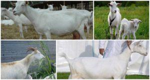 Description et caractéristiques des chèvres Gorky, avantages et inconvénients et soins