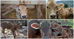 Sự cằn cỗi ở bò có ý nghĩa gì và nguyên nhân của nó, liệu có thể cho sữa không
