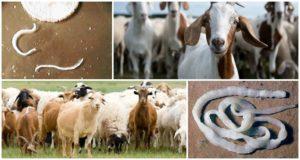 Signes i símptomes de cucs en cabres, com tractar i mesures preventives