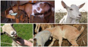 Koyun ve keçilerde koksidiyozun nedenleri ve semptomları, tanı ve tedavisi