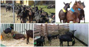 Mga paglalarawan at katangian ng mga kambing ng lahi ng Espanya na Murciano Granadina, pangangalaga
