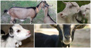 Zweck der Ohrringe am Hals einer Ziege und welche Rassen haben sie