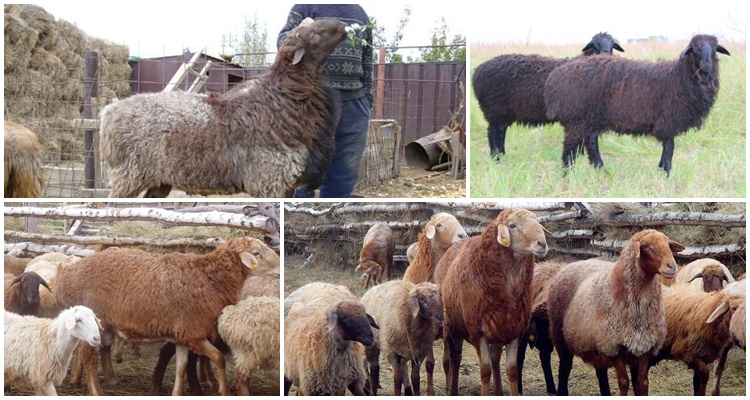 rasa owiec edilbaevskaya