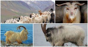 Description and characteristics of Kashmir goats, conditions of detention