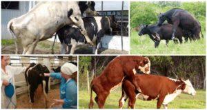 Најбоље доба за парење крава и могућих проблема са осемењавањем