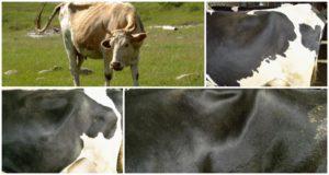 Var är koens hungergrop och dess bedömningsskala, maklok massage